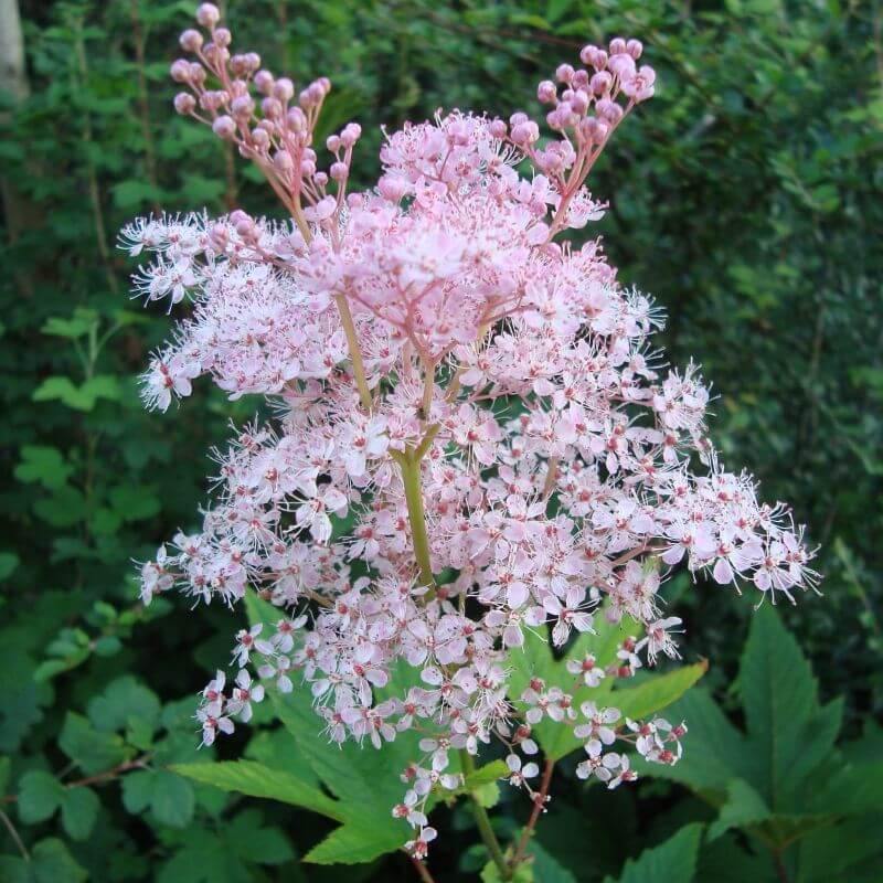 Filipendula Rubra Venusta Magnifica Perene butași trandafiri de grădină