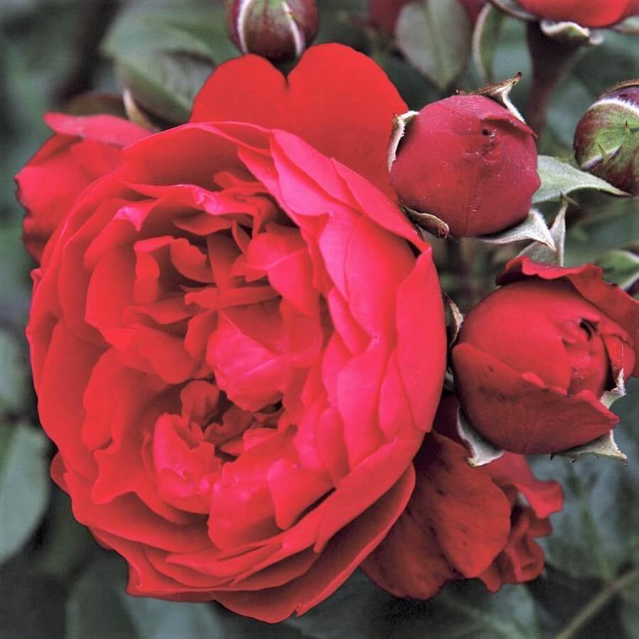 Florentina Trandafir Cățărător Urcător butași trandafiri de grădină