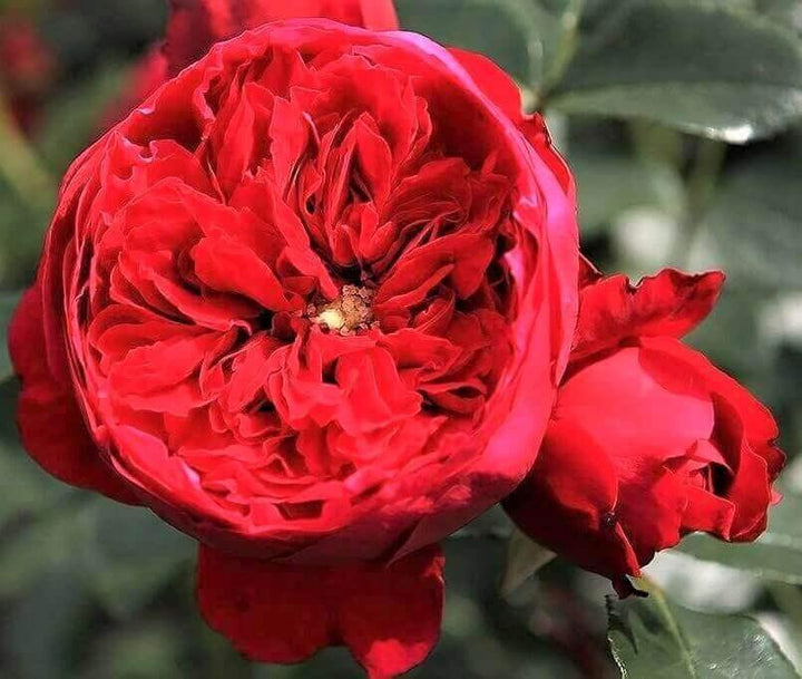 Florentina Trandafir Cățărător Urcător butași trandafiri de grădină