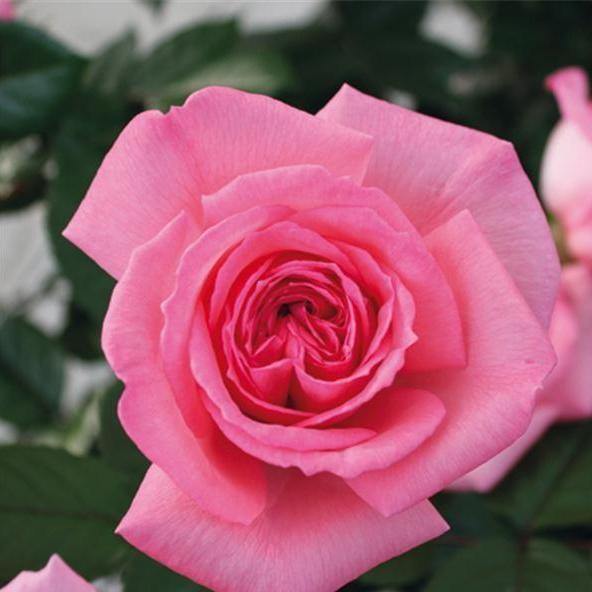 Fragonard Trandafir Teahibrid butași trandafiri de grădină