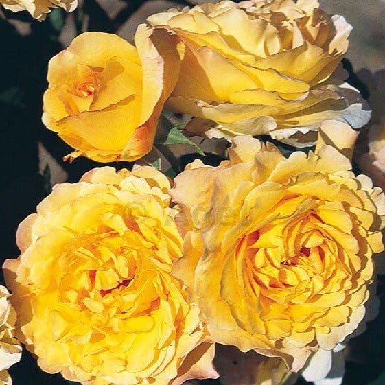 France Info Butasi trandafiri de gradina butași trandafiri de grădină