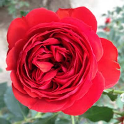 Francois Rabelais Butasi trandafiri de gradina butași trandafiri de grădină