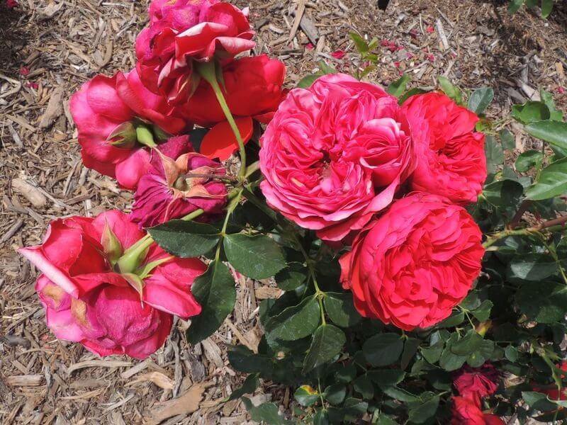 Francois Rabelais Butasi trandafiri de gradina butași trandafiri de grădină