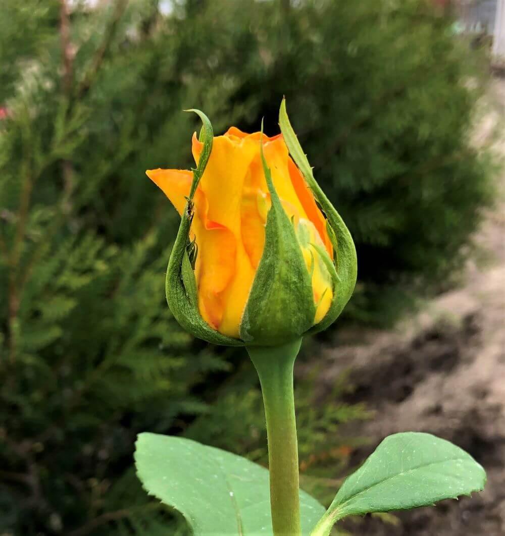 Frisco Trandafir Teahibrid butași trandafiri de grădină