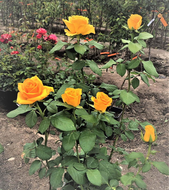 Frisco Trandafir Teahibrid butași trandafiri de grădină