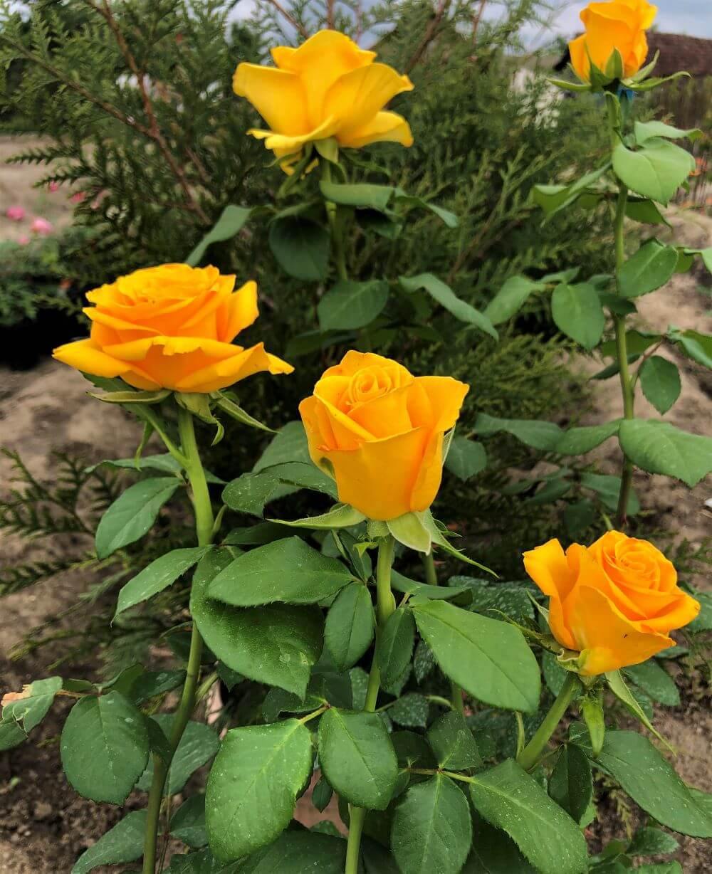 Frisco Trandafir Teahibrid butași trandafiri de grădină