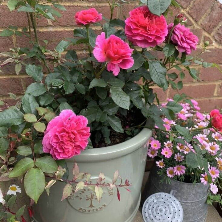 Gabriel Oak Butasi trandafiri de gradina butași trandafiri de grădină