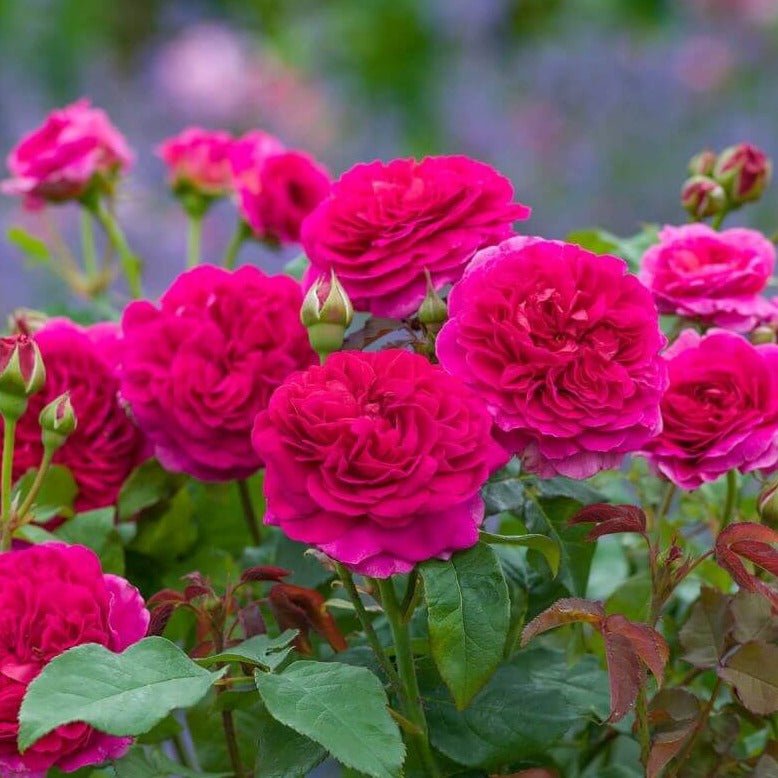 Gabriel Oak Butasi trandafiri de gradina butași trandafiri de grădină