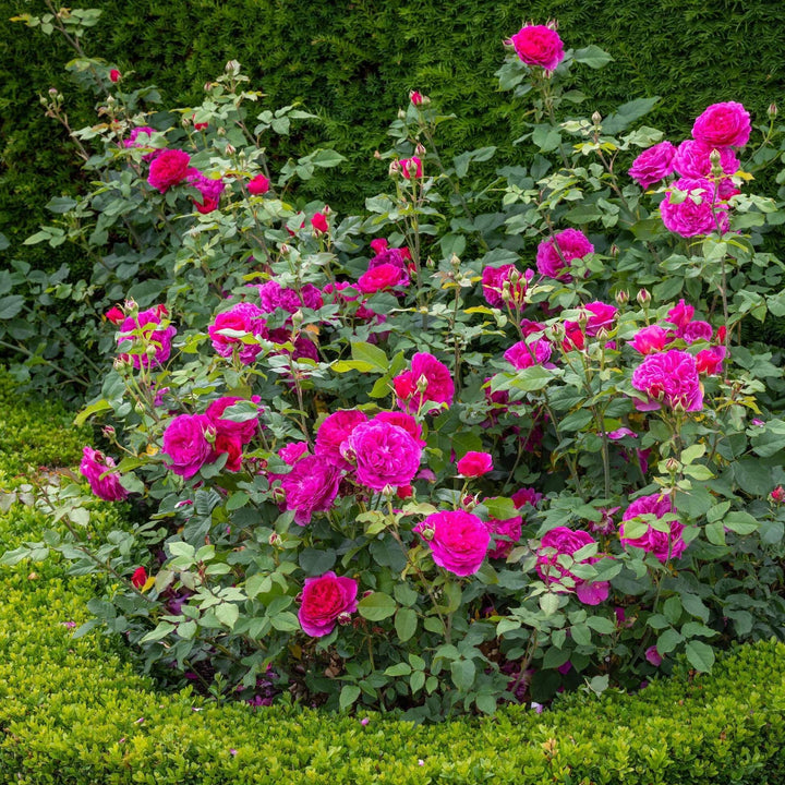 Gabriel Oak Butasi trandafiri de gradina butași trandafiri de grădină