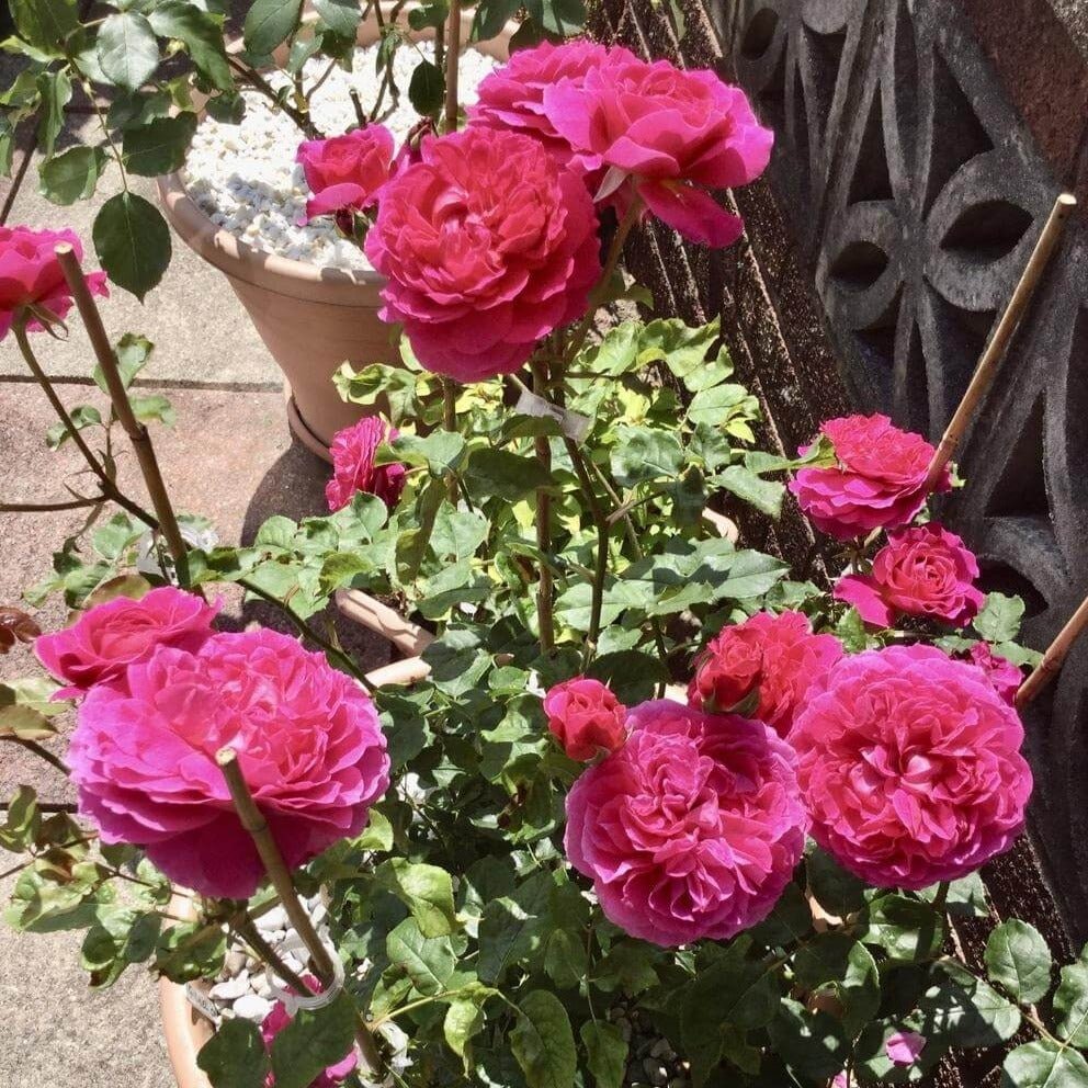 Gabriel Oak Butasi trandafiri de gradina butași trandafiri de grădină