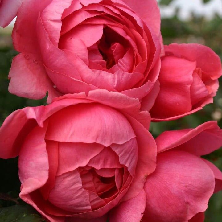 Garden Princess Marie Joze Trandafir Floribunda butași trandafiri de grădină