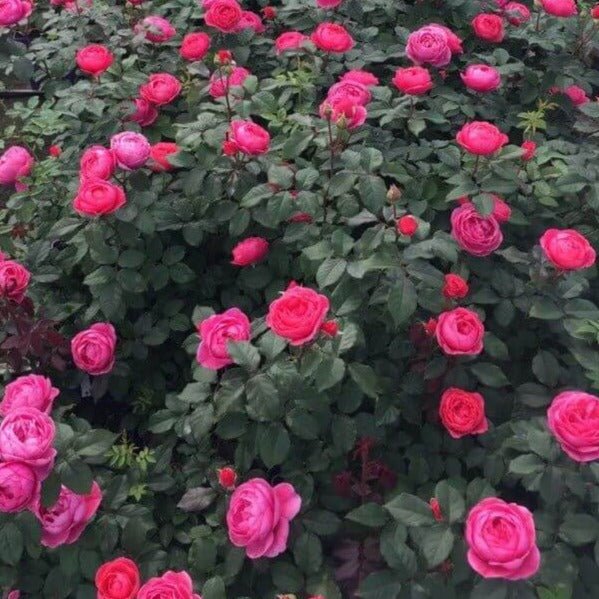 Garden Princess Marie Joze Trandafir Floribunda butași trandafiri de grădină