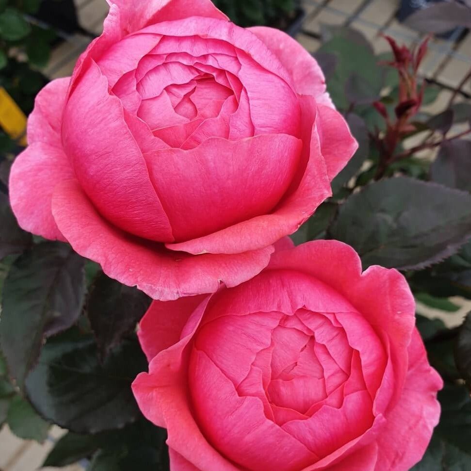 Garden Princess Marie Joze Trandafir Floribunda butași trandafiri de grădină