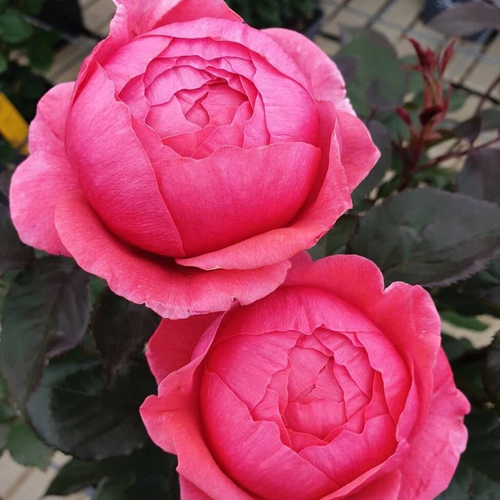 Garden Princess Marie Joze Trandafir Floribunda butași trandafiri de grădină