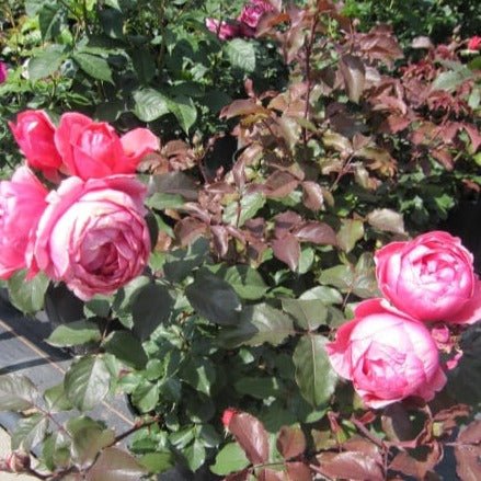 Garden Princess Marie Joze Trandafir Floribunda butași trandafiri de grădină