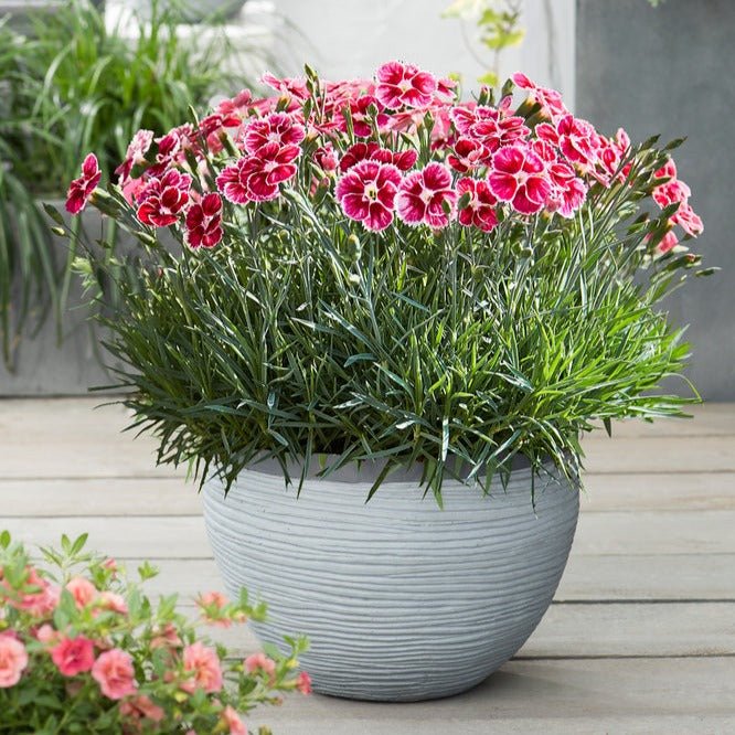 Garofita Flutterbust Plants butași trandafiri de grădină