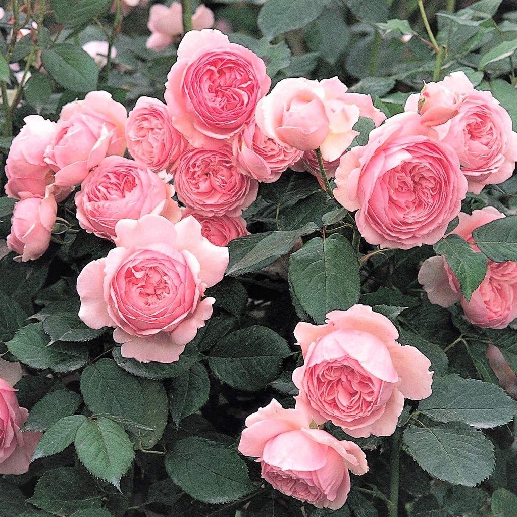 Geoff Hamilton Trandafir Englezesc Floribunda butași trandafiri de grădină