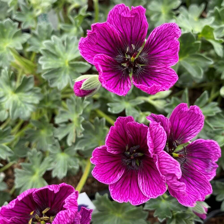 Geranium Cinereum Jolly Jewel Purple  butași trandafiri de grădină