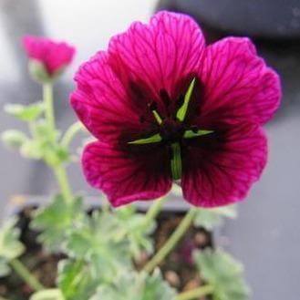 Geranium Cinereum Jolly Jewel Purple  butași trandafiri de grădină