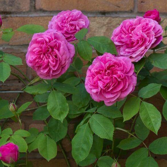 Gertrude Jekill Trandafir Englezesc Floribunda butași trandafiri de grădină