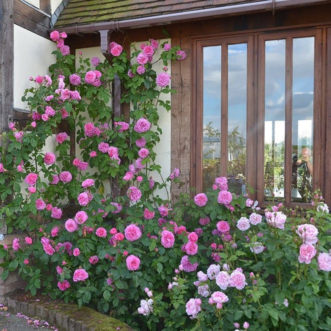 Gertrude Jekill Trandafir Englezesc Floribunda butași trandafiri de grădină