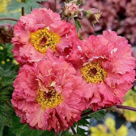 Geum Coccineum Bohema Pink  butași trandafiri de grădină