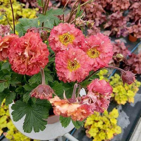 Geum Coccineum Bohema Pink  butași trandafiri de grădină