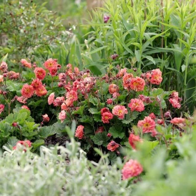 Geum Coccineum Bohema Pink  butași trandafiri de grădină