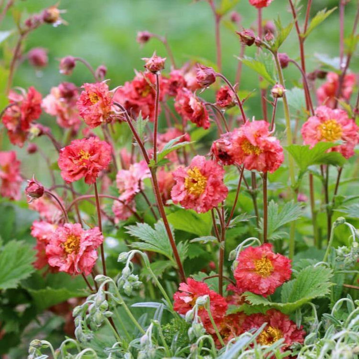 Geum Coccineum Bohema Pink  butași trandafiri de grădină