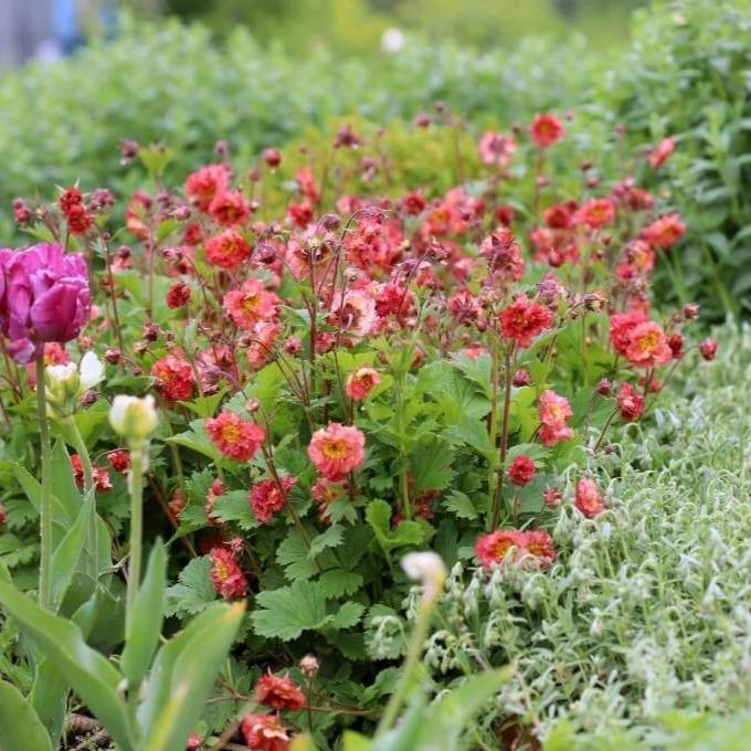 Geum Coccineum Bohema Pink  butași trandafiri de grădină