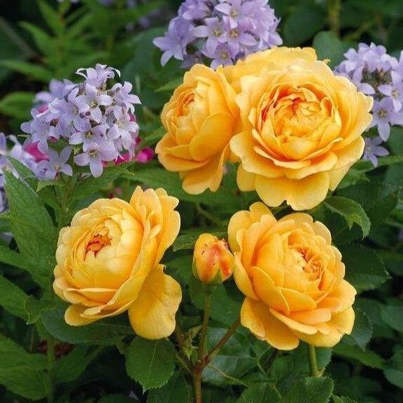 Golden Celebration Trandafir Englezesc Floribunda butași trandafiri de grădină