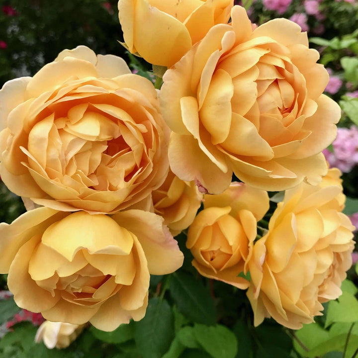 Golden Celebration Trandafir Englezesc Floribunda butași trandafiri de grădină