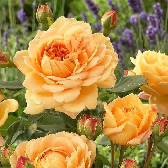 Golden Celebration Trandafir Englezesc Floribunda butași trandafiri de grădină