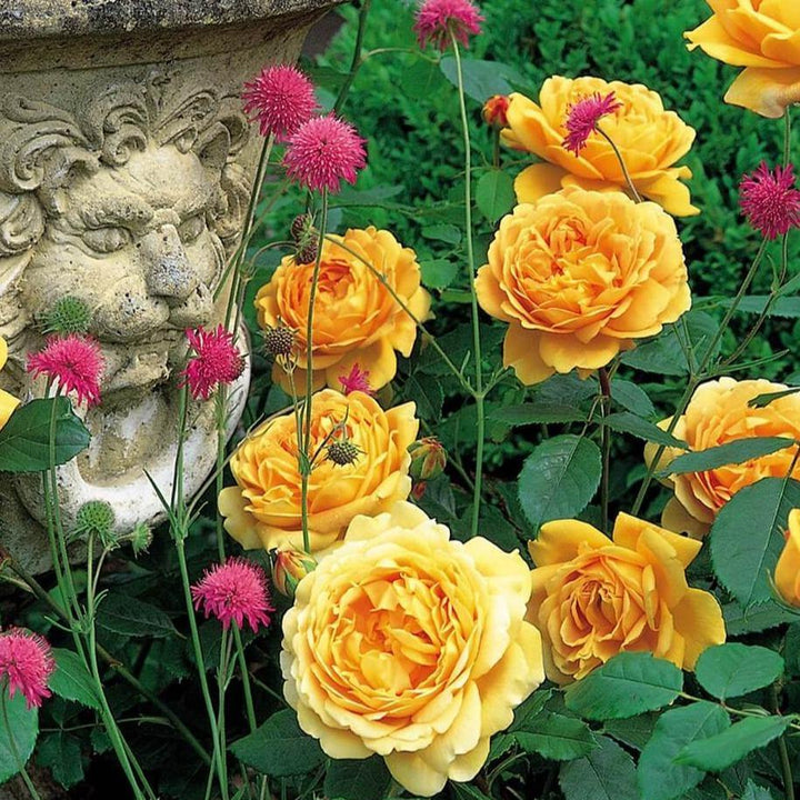 Golden Celebration Trandafir Englezesc Floribunda butași trandafiri de grădină