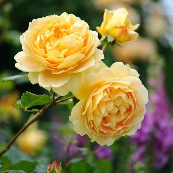 Golden Celebration Trandafir Englezesc Floribunda butași trandafiri de grădină