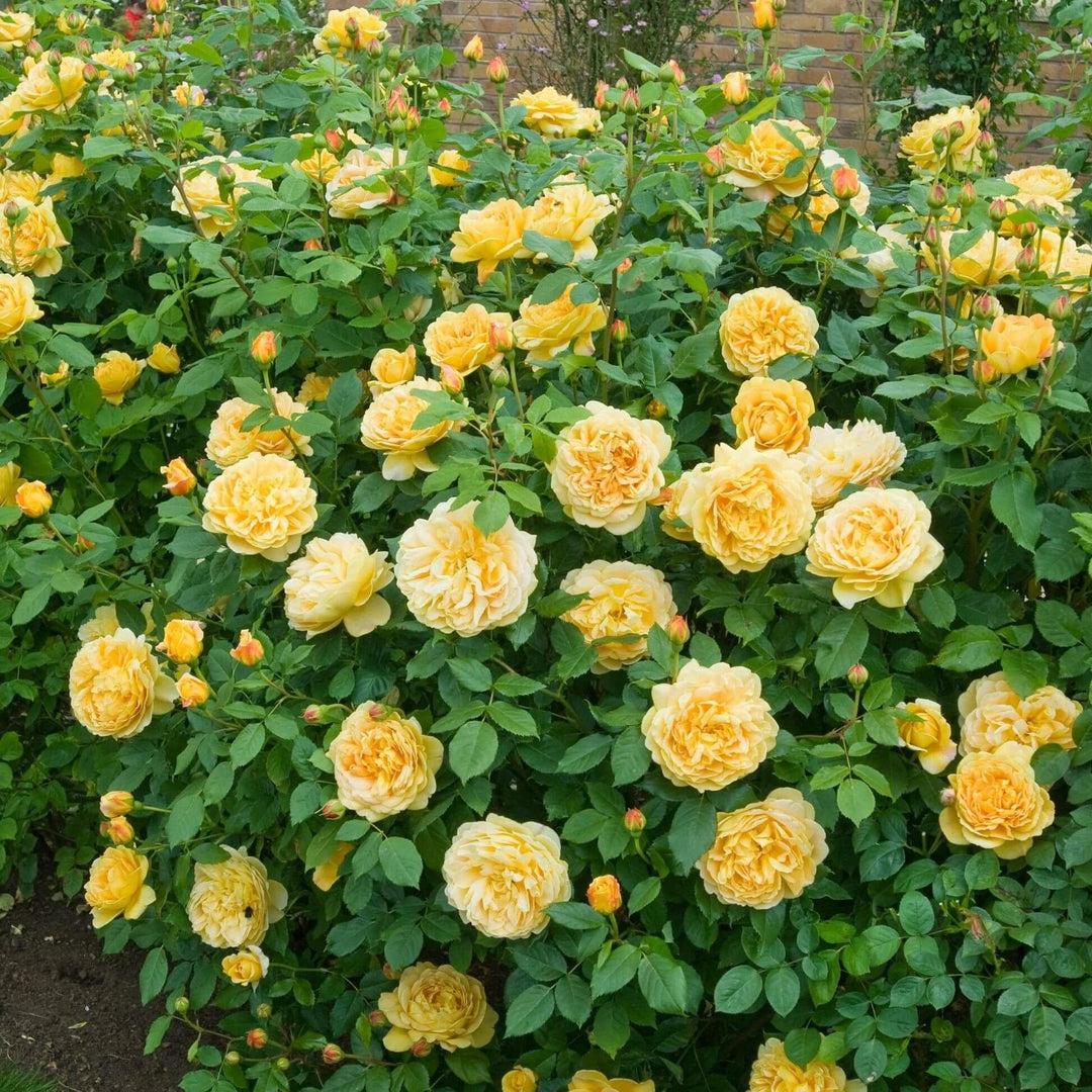 Golden Celebration Trandafir Englezesc Floribunda butași trandafiri de grădină