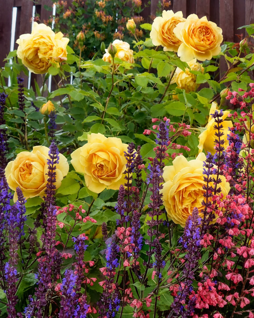 Famous Roses