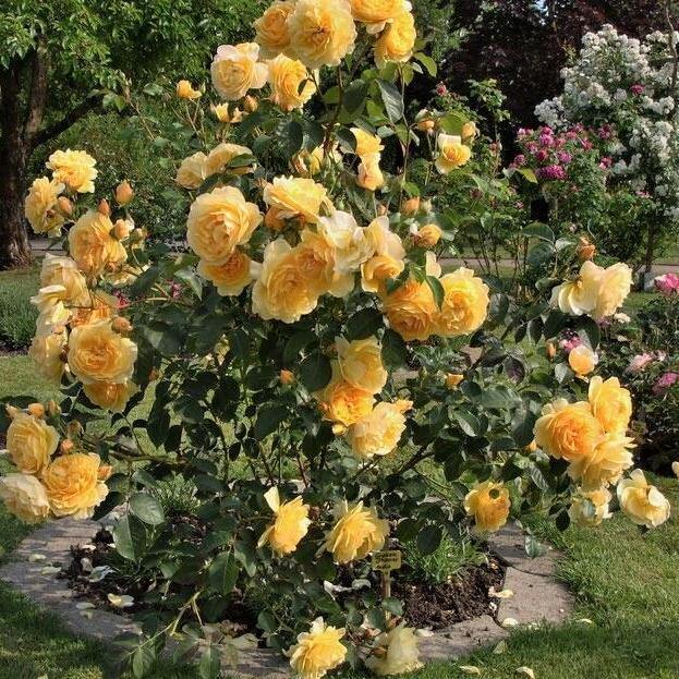 Gpt. Graham Thomas Trandafir Englezesc Cățărător Urcător butași trandafiri de grădină