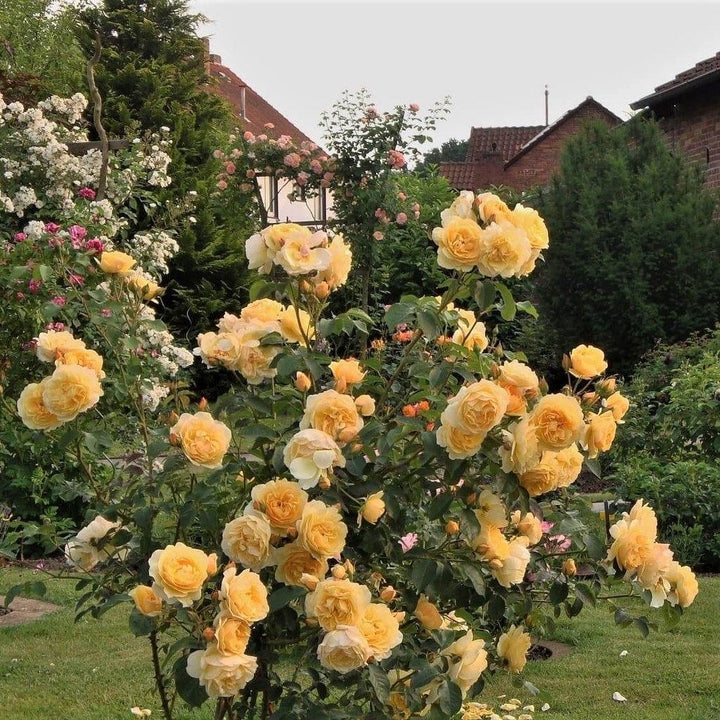 Gpt. Graham Thomas Trandafir Englezesc Cățărător Urcător butași trandafiri de grădină