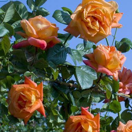 Gpt. Louis de Funes Trandafir Cățărător Urcător butași trandafiri de grădină