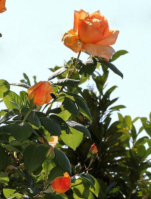 Gpt. Louis de Funes Trandafir Cățărător Urcător butași trandafiri de grădină