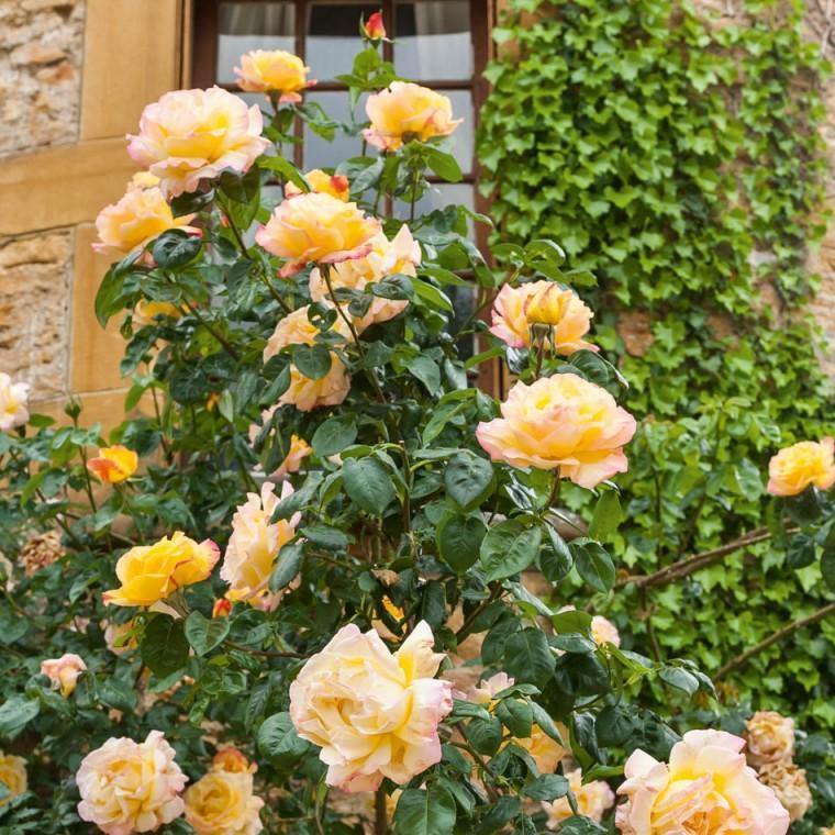 Gpt. Mme A. Meilland Butasi trandafiri de gradina butași trandafiri de grădină