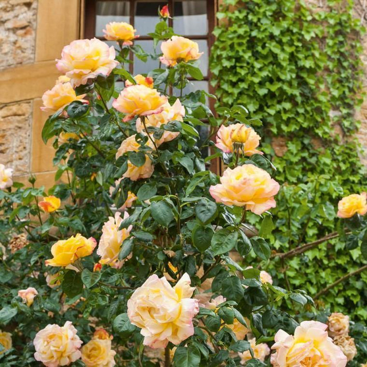 Gpt. Mme A. Meilland Butasi trandafiri de gradina butași trandafiri de grădină