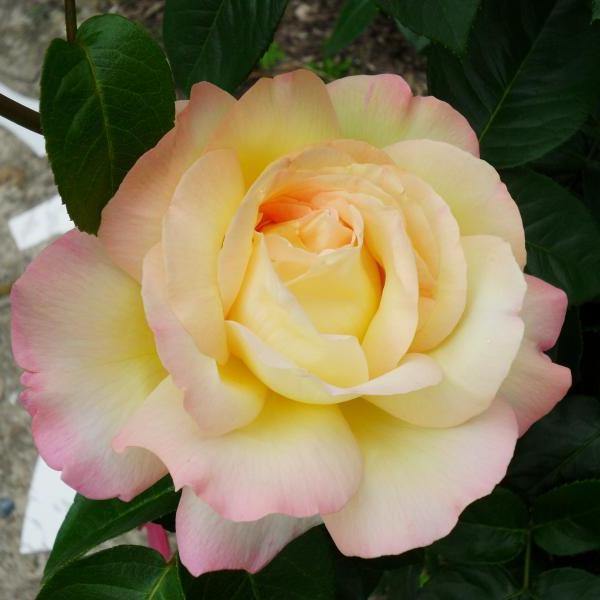 Gpt. Mme A. Meilland Butasi trandafiri de gradina butași trandafiri de grădină