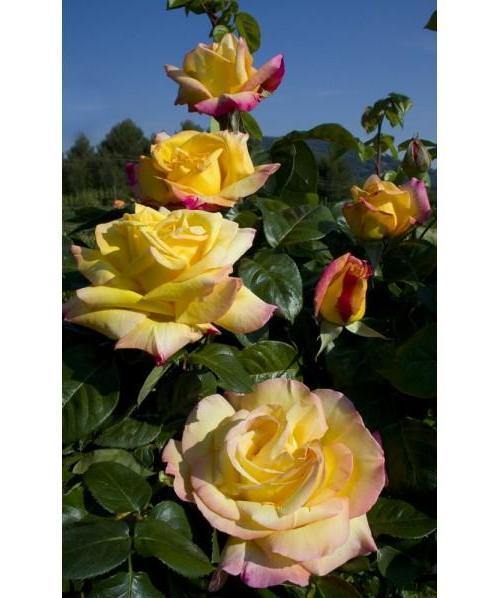 Gpt. Mme A. Meilland Butasi trandafiri de gradina butași trandafiri de grădină