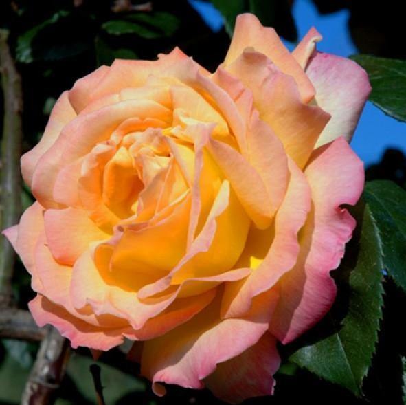 Gpt. Mme A. Meilland Butasi trandafiri de gradina butași trandafiri de grădină