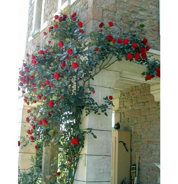 Gpt. Papa Meilland Trandafir Cățărător Urcător butași trandafiri de grădină