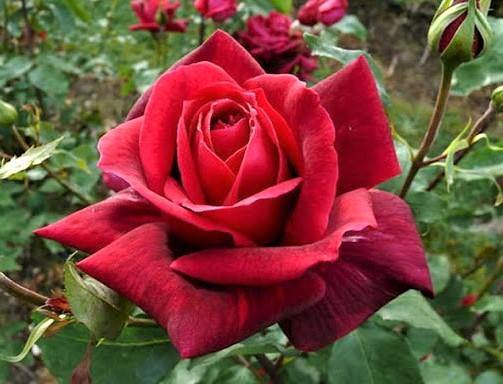 Gpt. Papa Meilland Trandafir Cățărător Urcător butași trandafiri de grădină