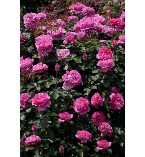 Gpt. Yves Piaget Butasi trandafiri de gradina butași trandafiri de grădină