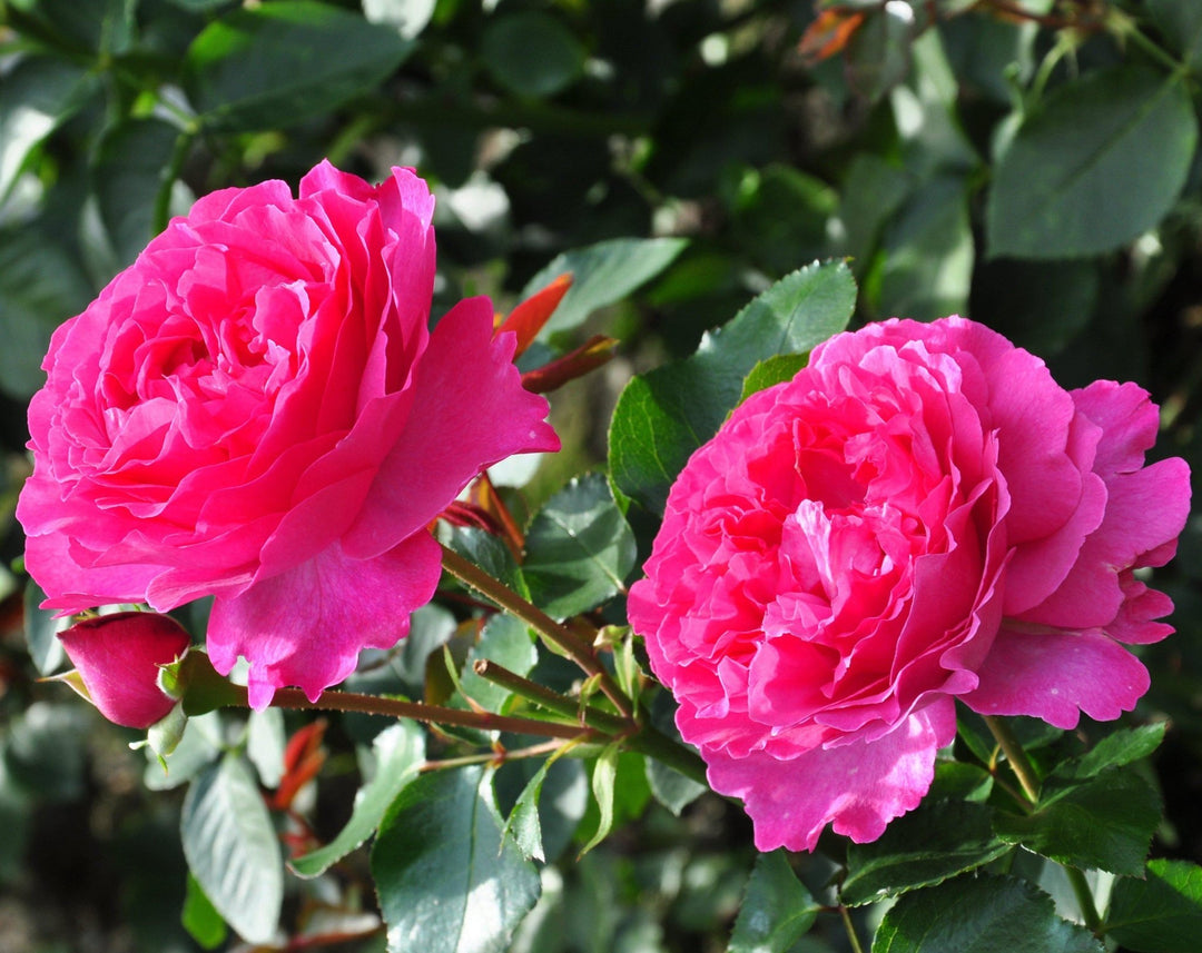 Gpt. Yves Piaget Butasi trandafiri de gradina butași trandafiri de grădină